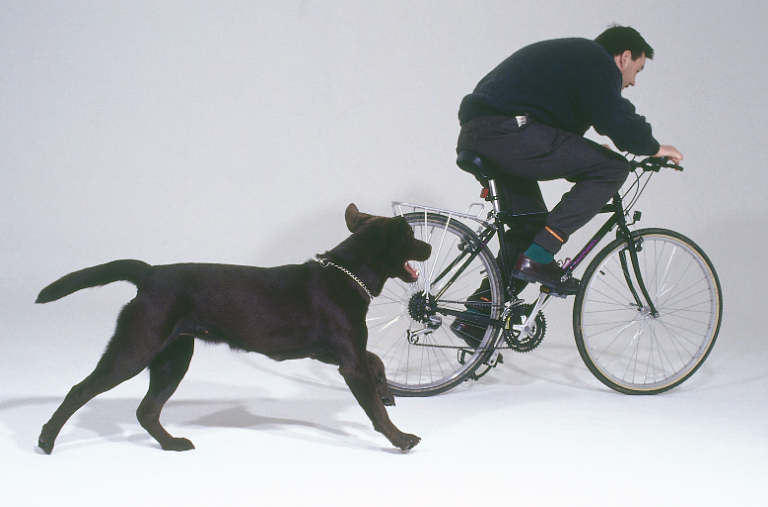 Bike and Dog